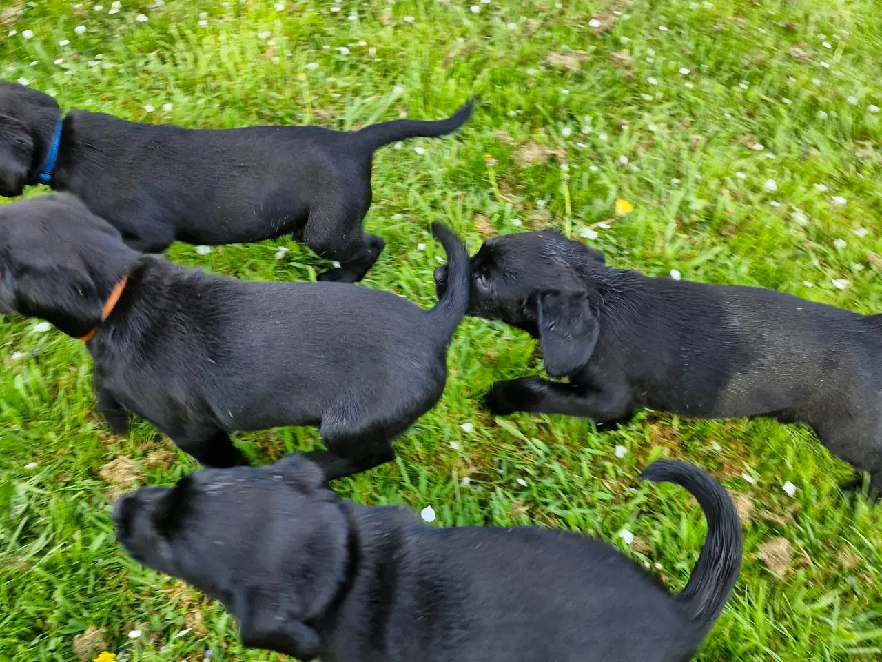 Billede 2 - Springer/Labrador blanding hvalpe 