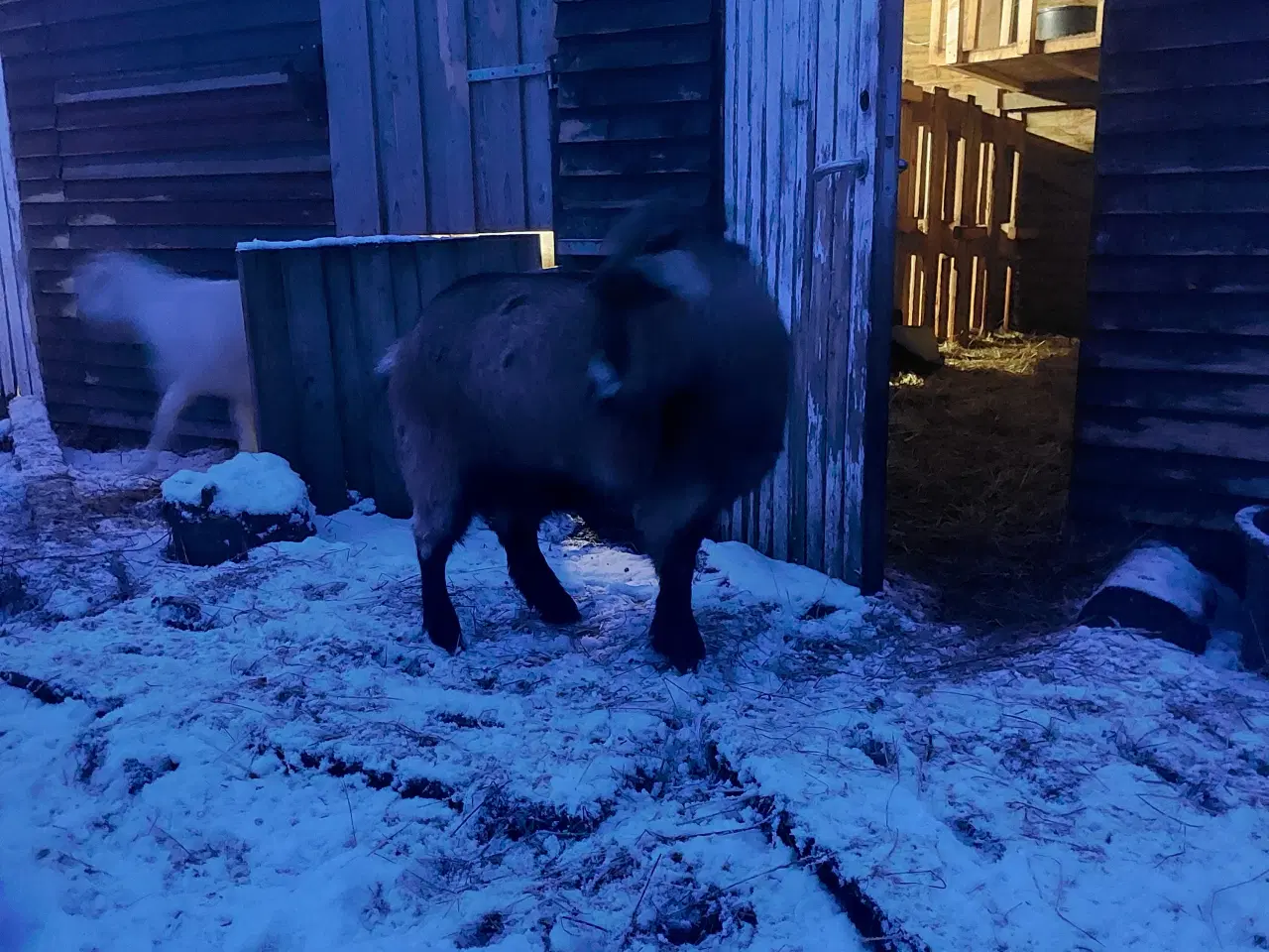 Billede 3 - Geder sælges 