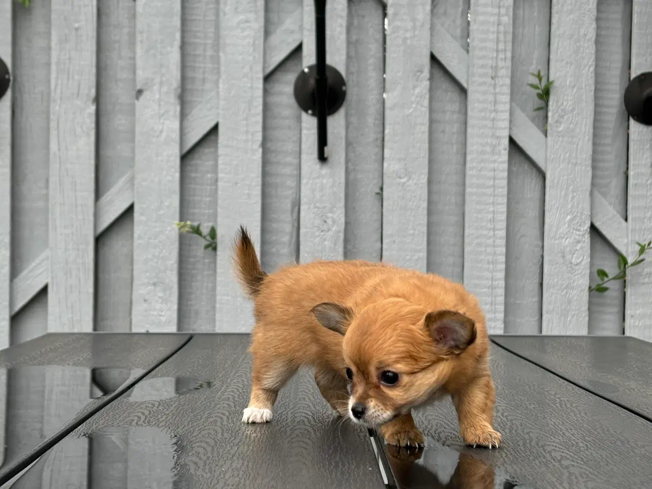 Billede 1 - Chihuahua