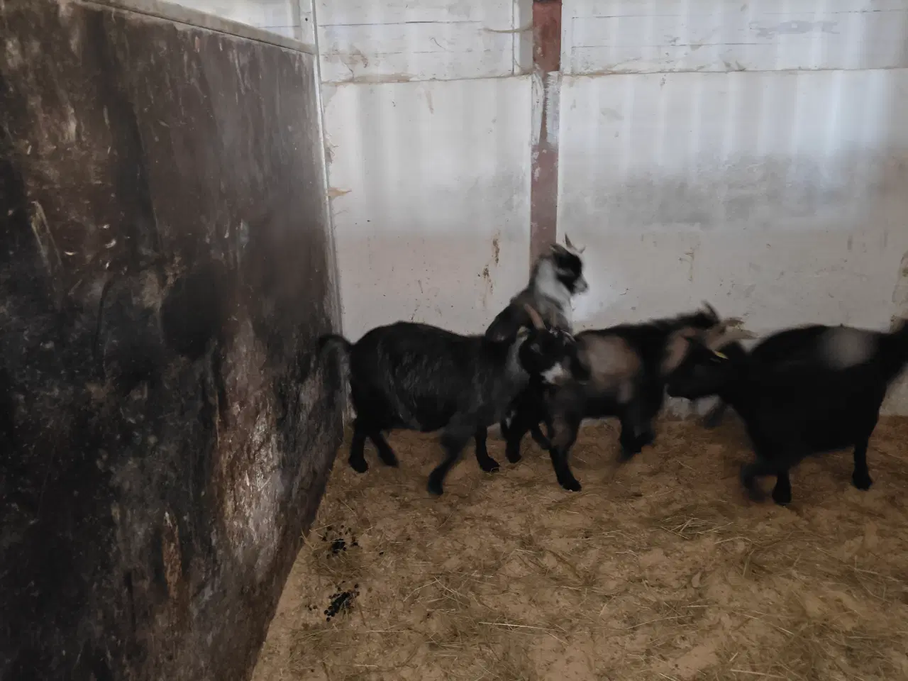 Billede 1 - Dværg gede bukke