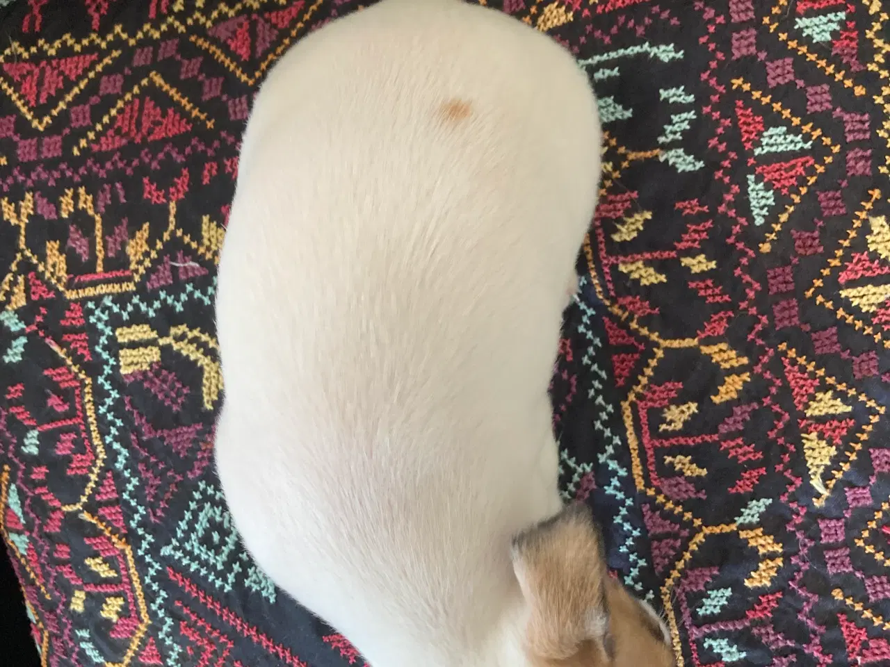 Billede 3 - Chihuahua tæve 