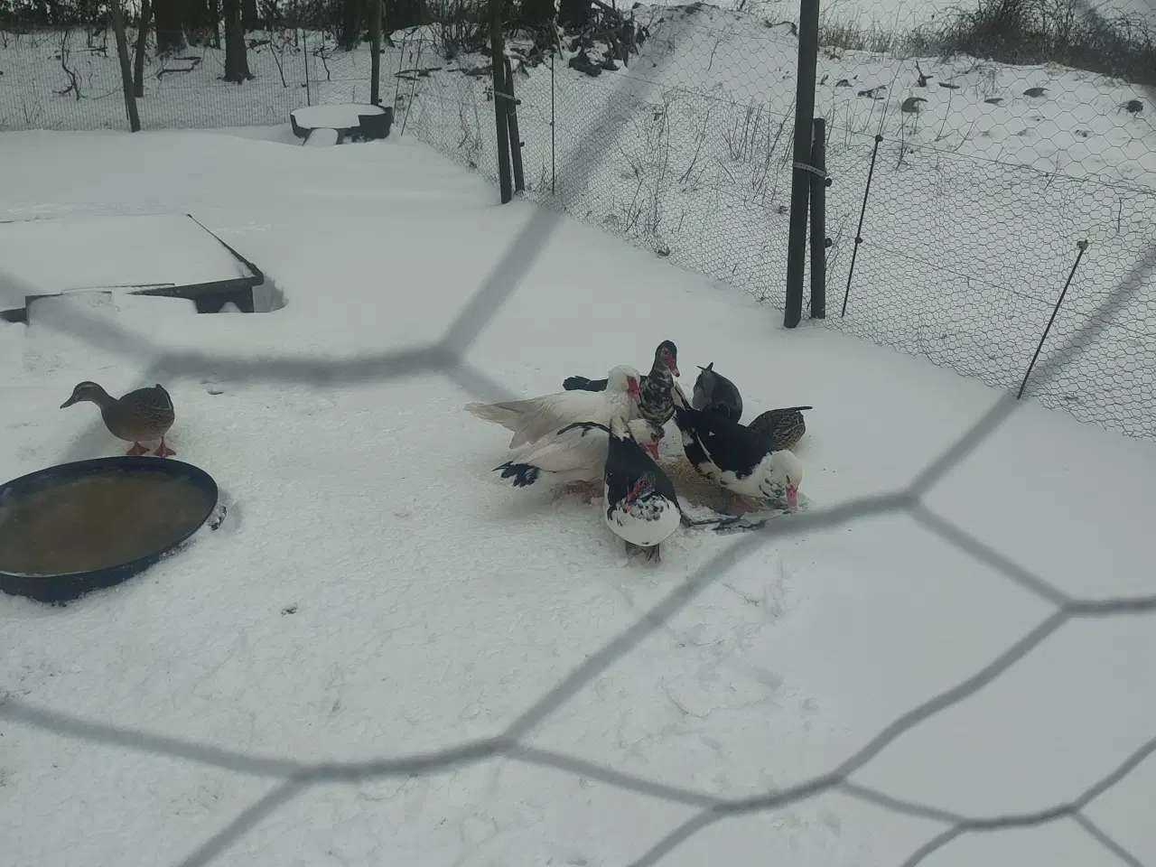 Billede 5 - Moskus ænder sælges 