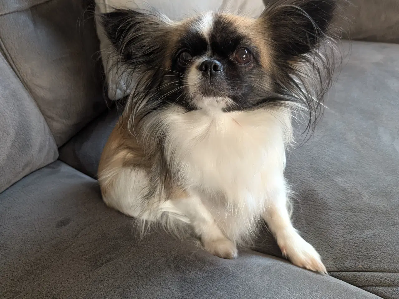 Billede 1 - SØGER parring