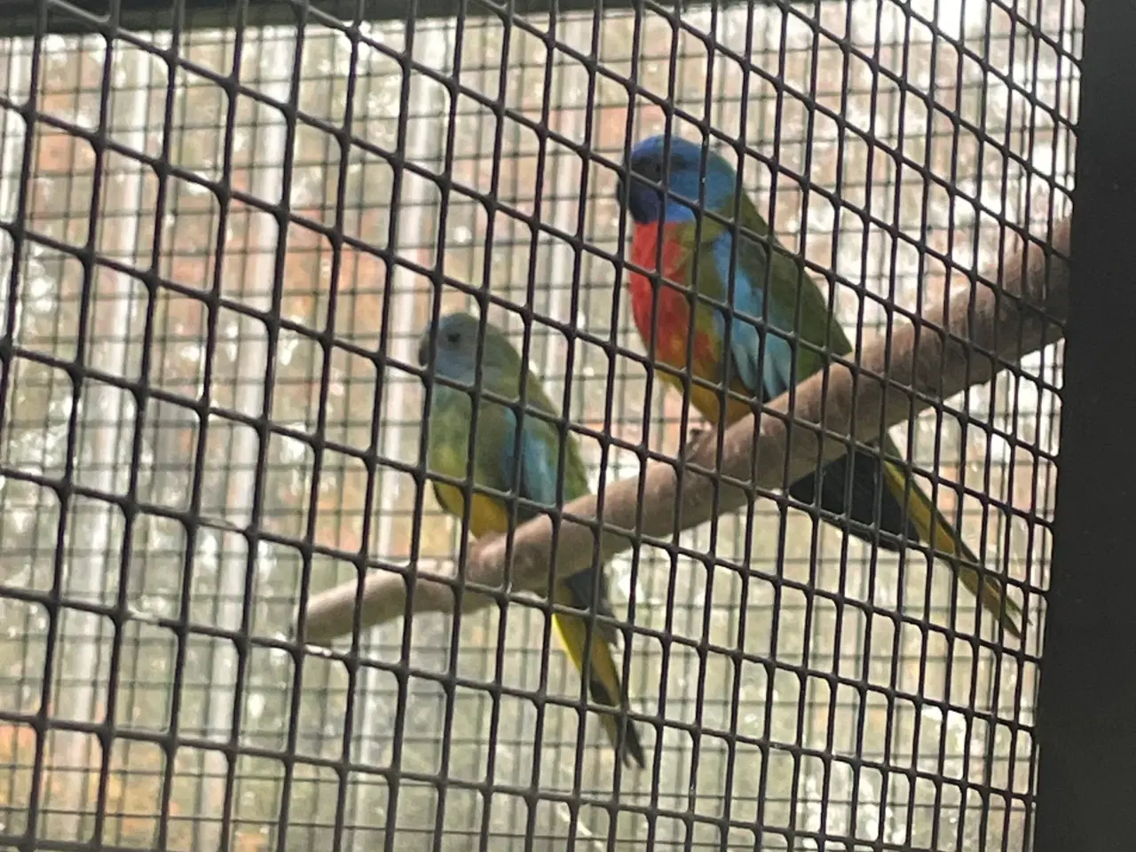 Billede 3 - Rødbryst græsparakitter unger