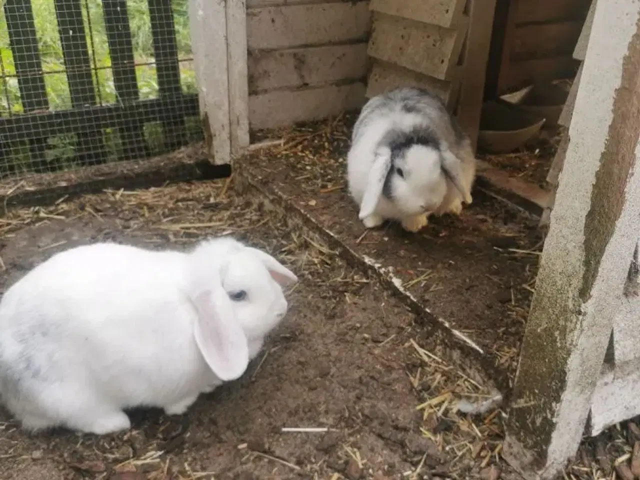 Billede 1 - 2 super søde kaniner.