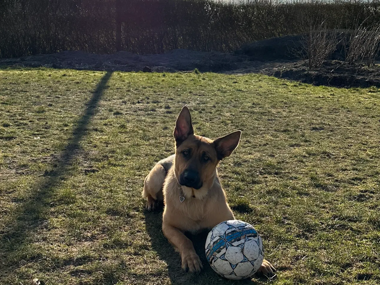 Billede 4 - Schæfer/Rottweiler blanding