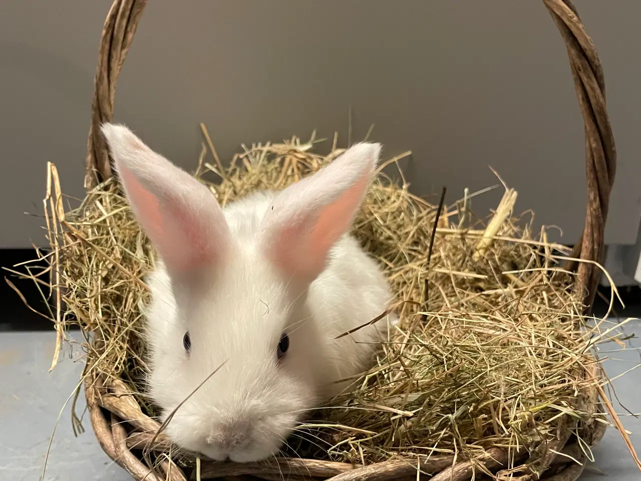Billede 10 - Kaniner 