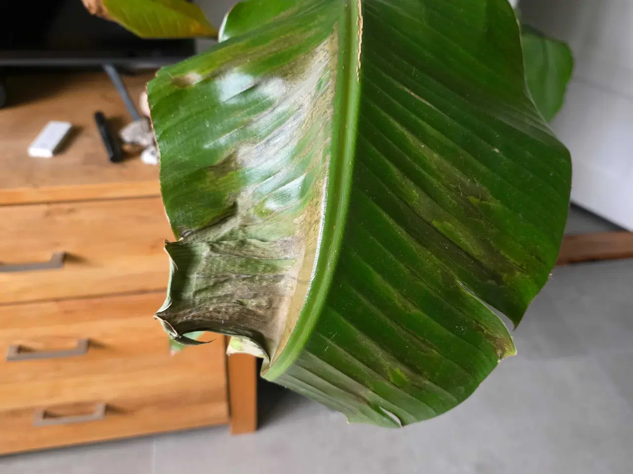 Billede 7 - Paradisfugl plante 150 cm. (Strelitzia 'Nicolai')