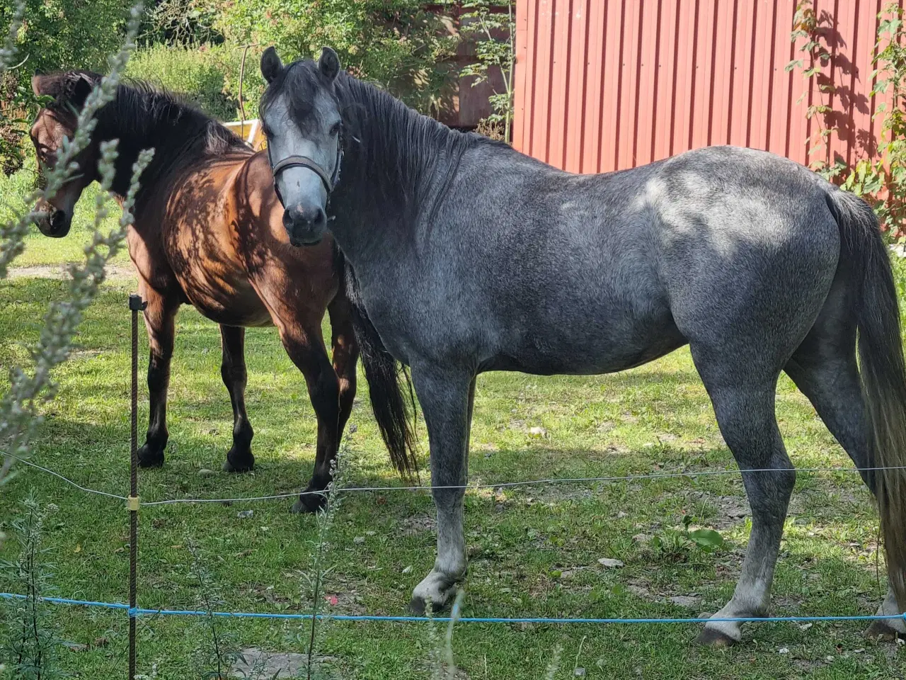 Billede 1 - Welsh sec.b hingst 