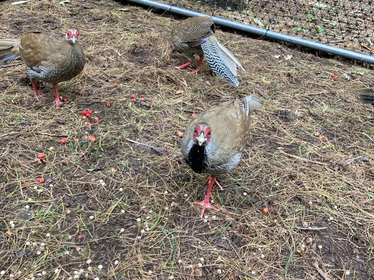 Billede 8 - Fine sølvfasaner naturudruget