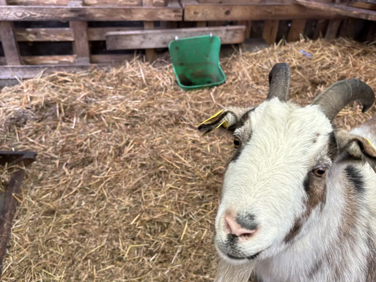 Billede 9 - Fire søde geder