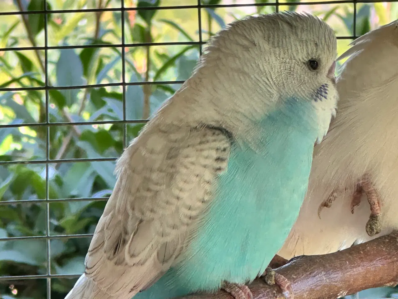 Billede 7 - Undulater fra i år