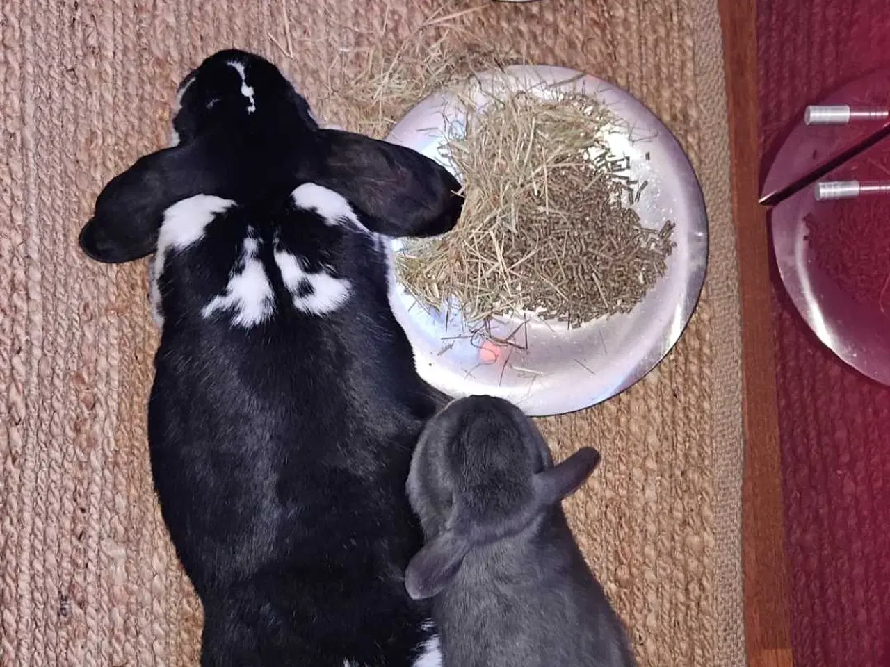 Billede 2 - 2 kaniner gives bort 