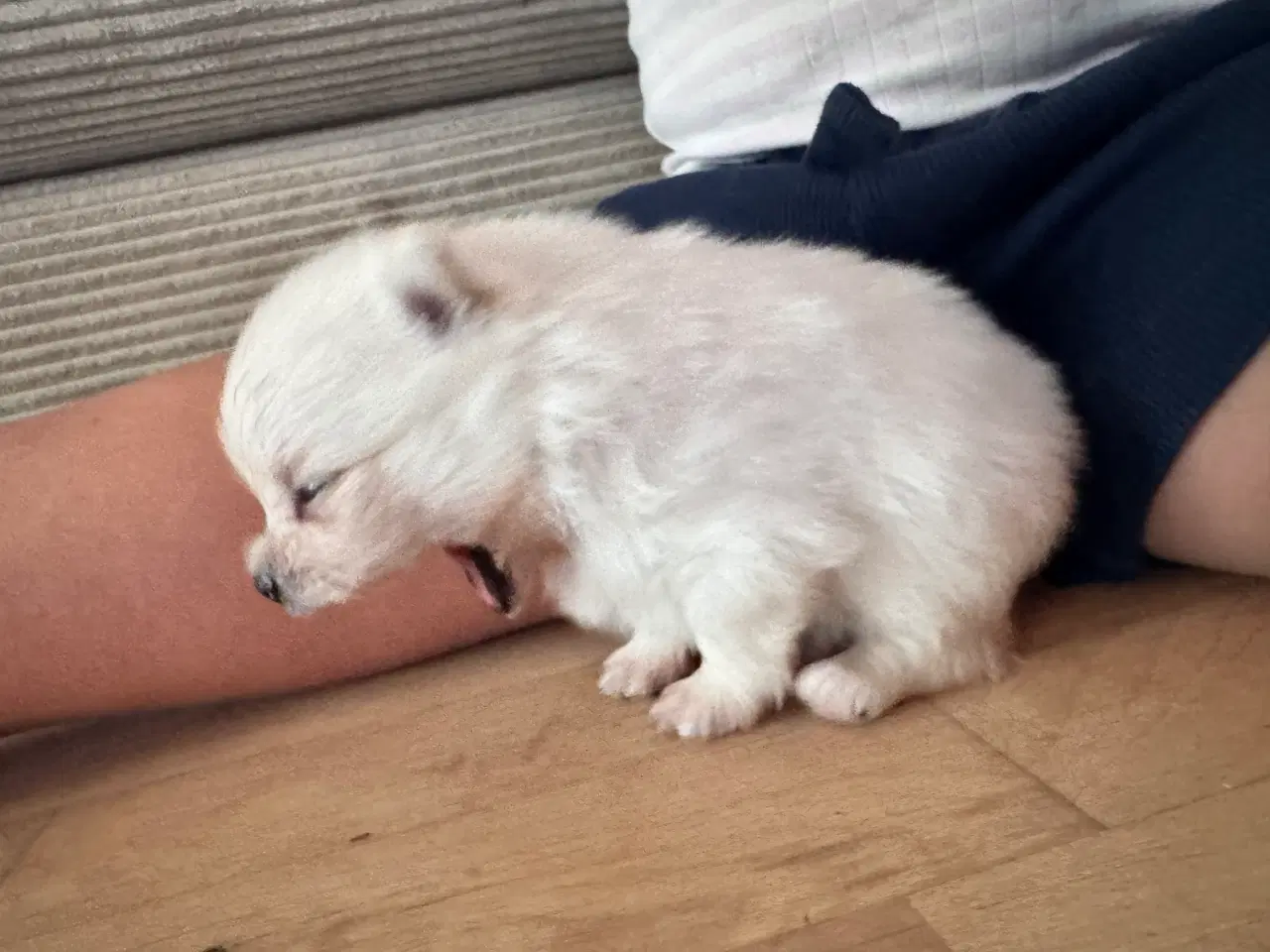 Billede 6 - Pomeranian hvalp 