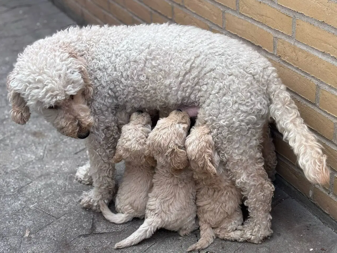 Billede 4 - F3 Labradoodles små 