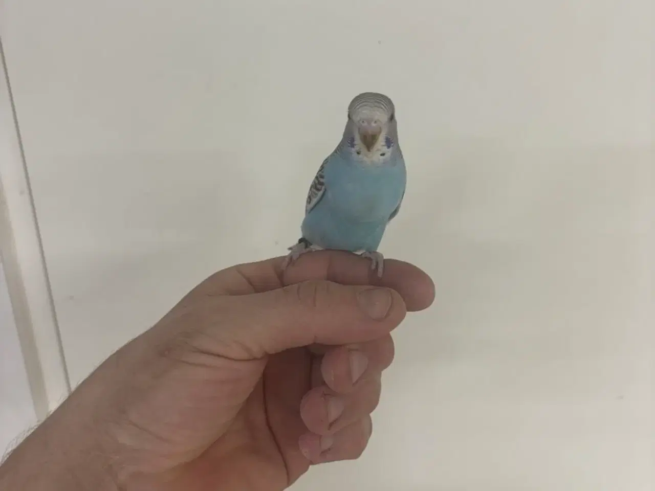 Billede 5 - Håndterede unger