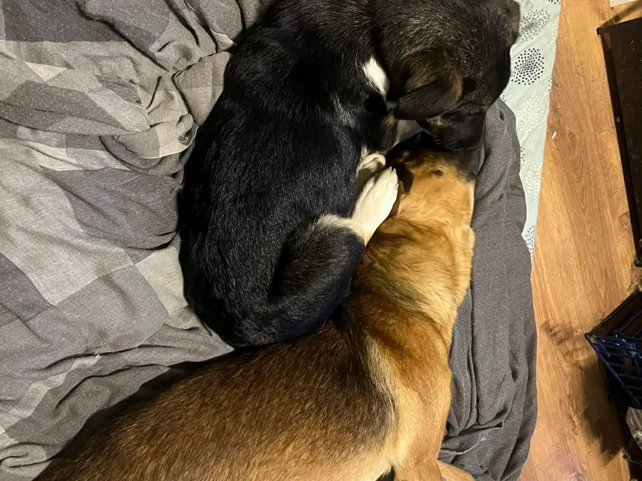 Billede 9 - Bertil med det skøre smil 🩷