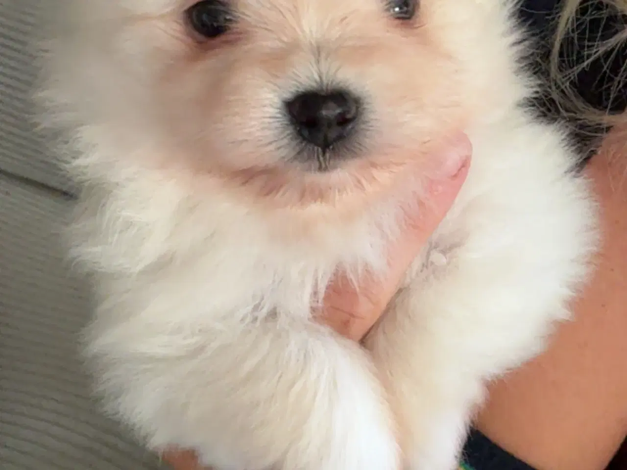 Billede 3 - Pomeranian hvalp 