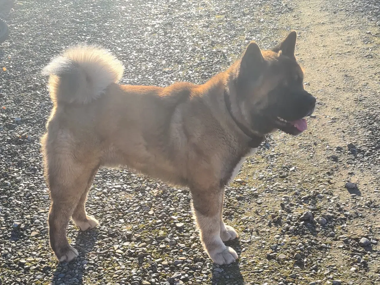 Billede 8 - Hundehvalpe Akita American 