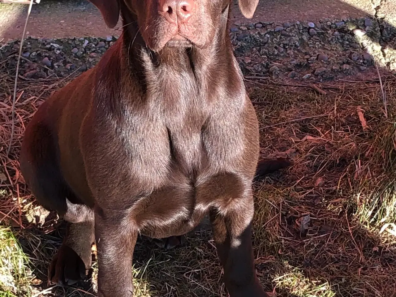 Billede 15 - Skønne brune labradorhvalpe sælges - 5 uger