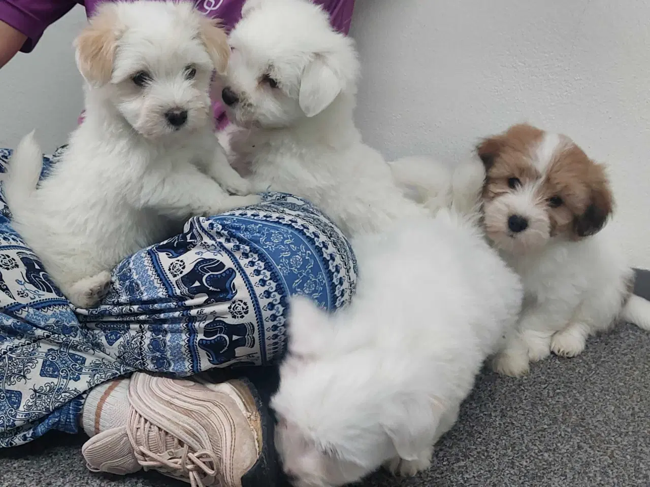 Billede 5 - Coton de tulaer