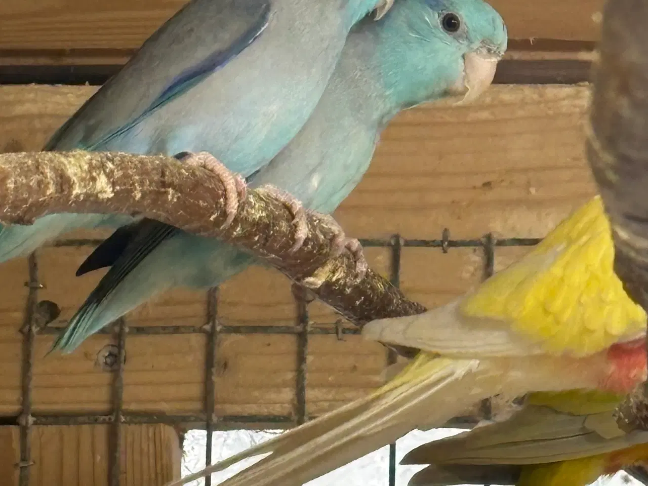 Billede 1 - Spurve papegøje