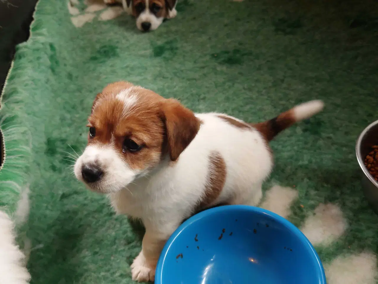 Billede 3 - Jack Russell hvalpe (lavbenet type)