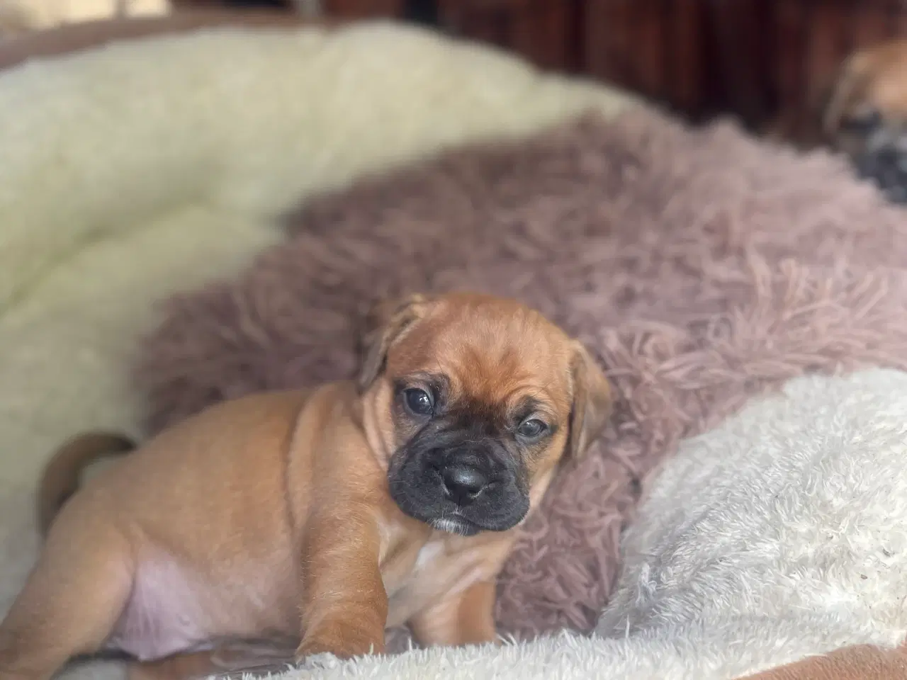 Billede 12 - Fransk cavapoo søger ny sofa arm🥰