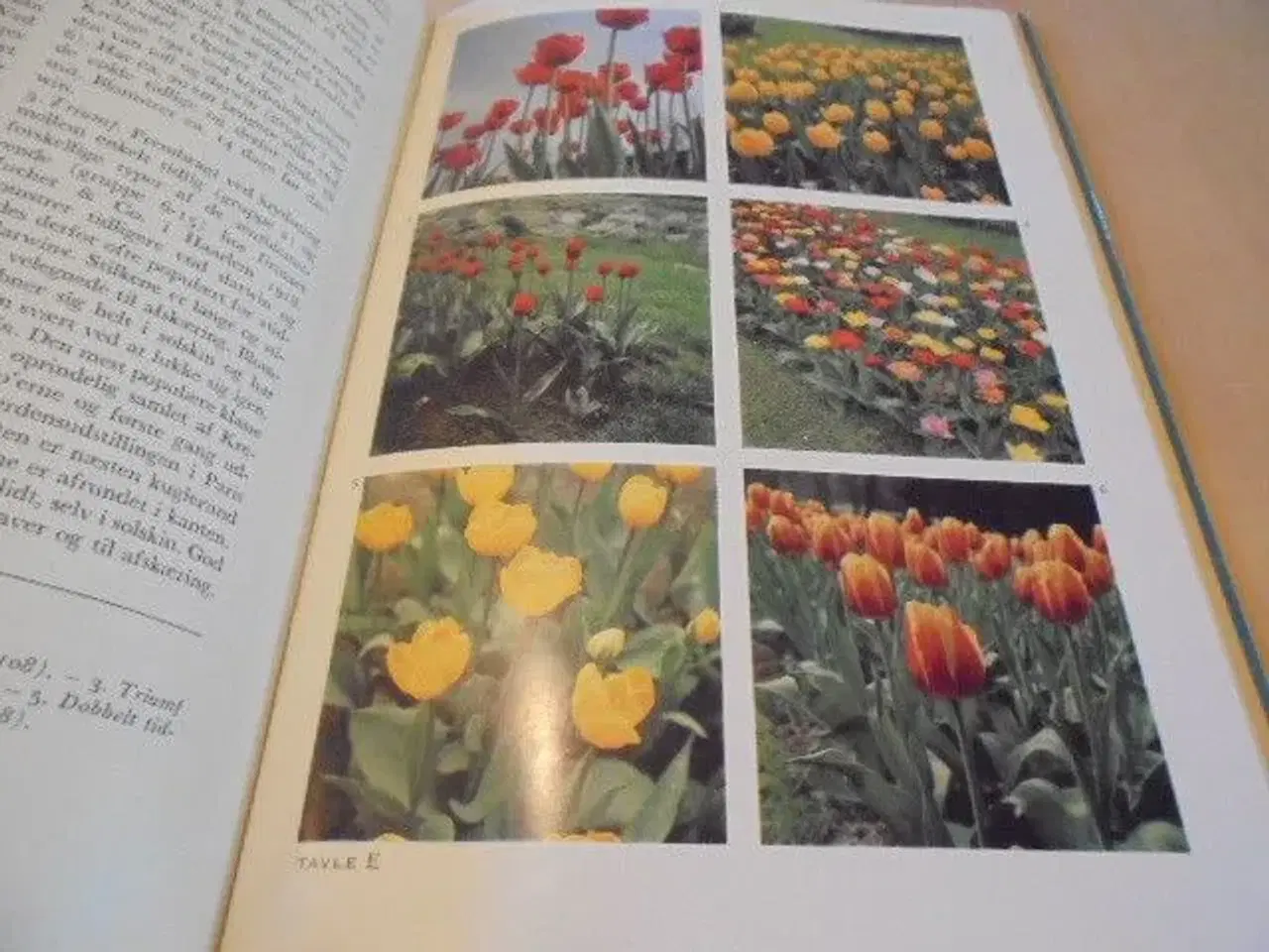 Billede 7 - Gammel udg: Forårets have - Blomsterløg og -knolde