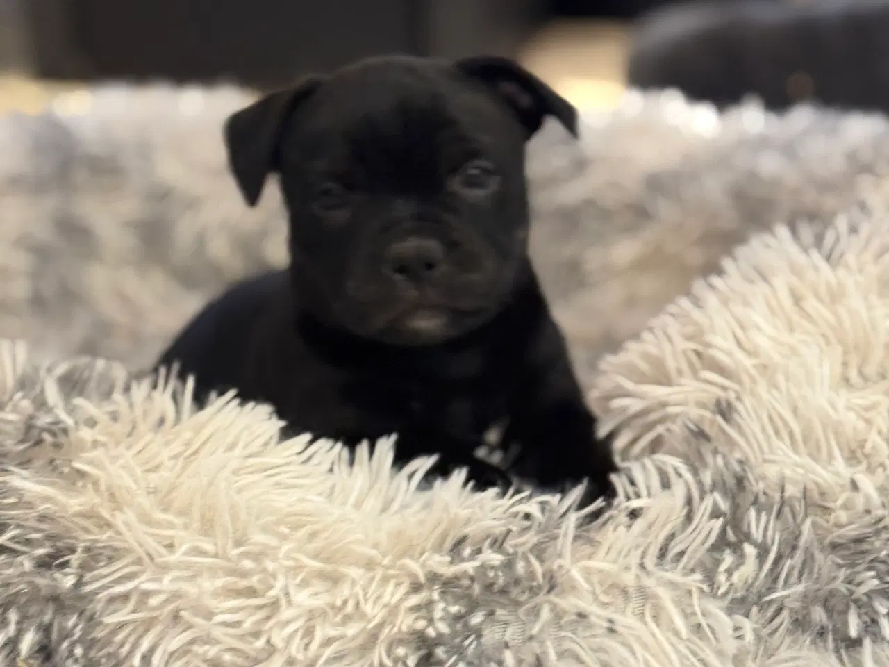 Billede 1 - Staffordshire Bull Terrier