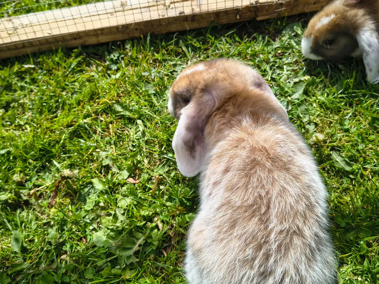 Billede 6 - Dværg vædder/Mini lop