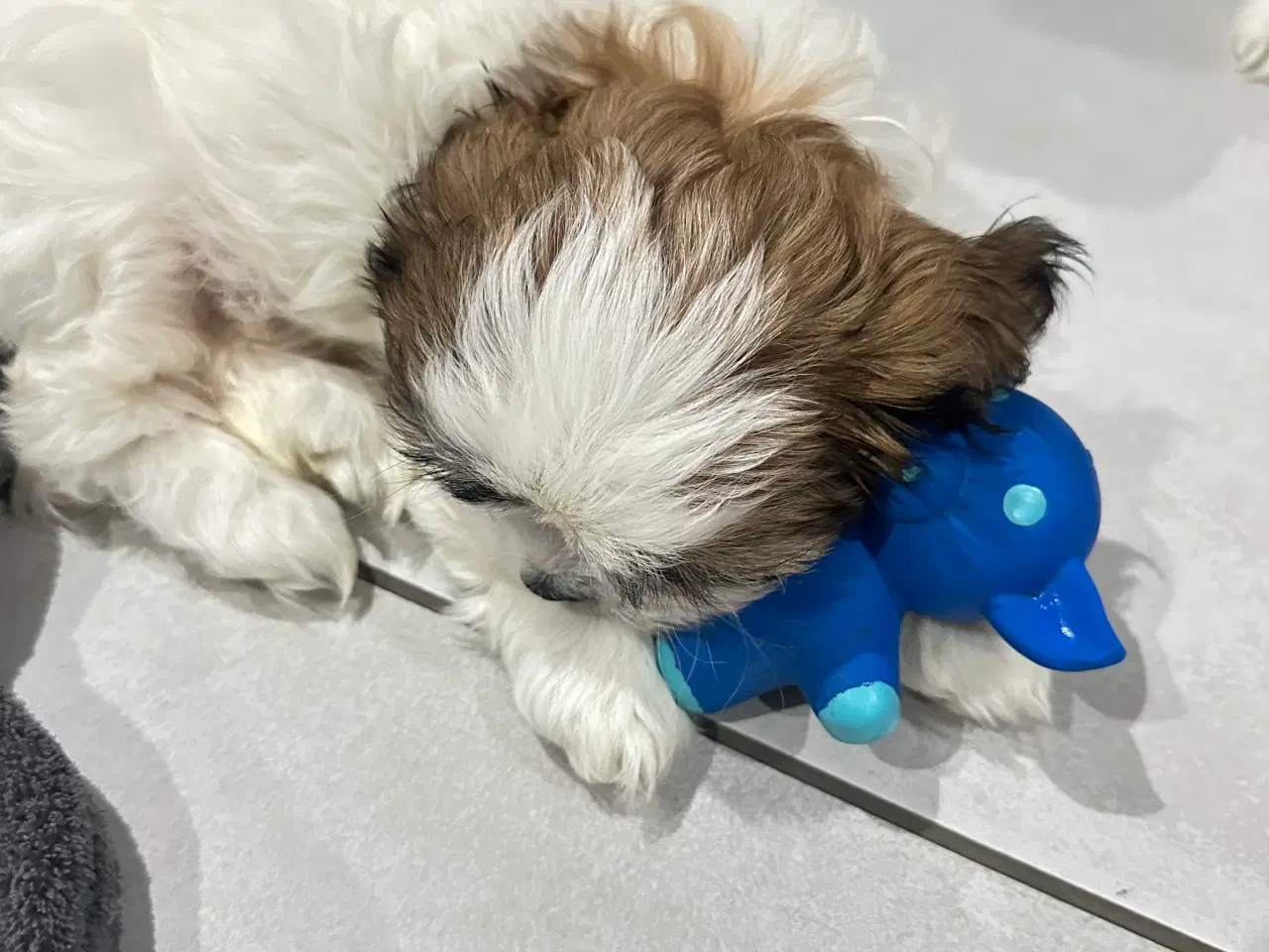 Billede 14 - Sød og allergivenlige Shih-Tzu hvalpe🐶