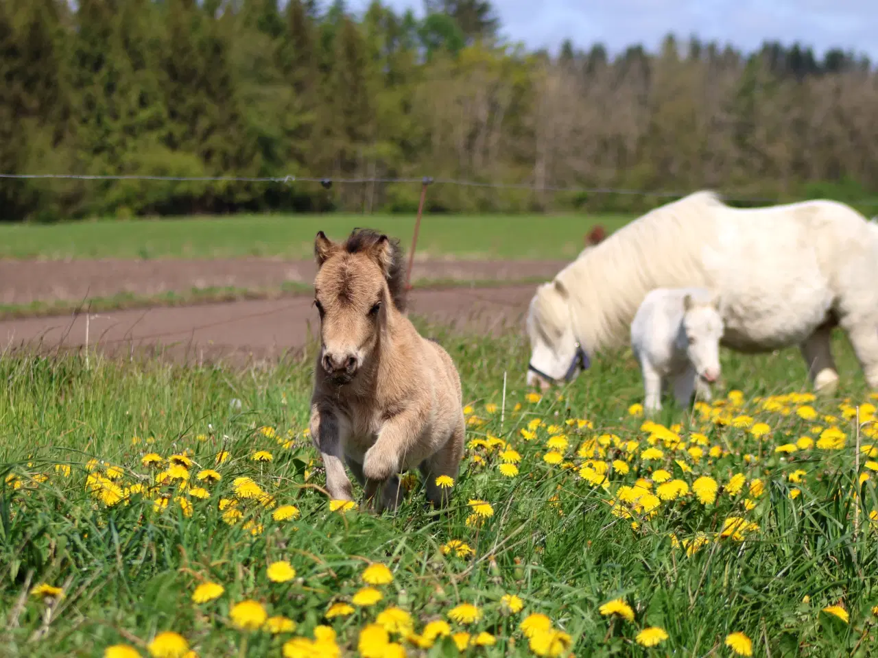 Billede 4 - Buckskin shetlandspony hingsteføl fra 25. 