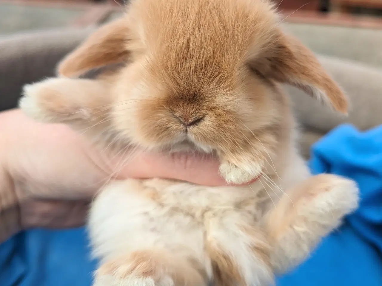 Billede 8 - Minilop kaninunge sælges