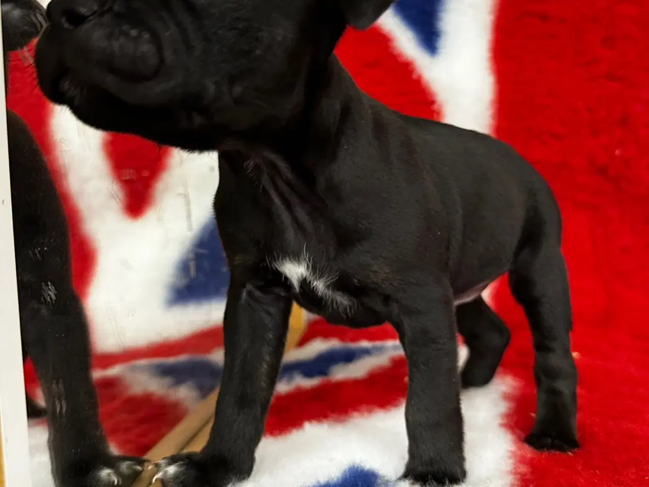 Billede 3 - Staffordshire Bull terrier hvalpe🩵🩷