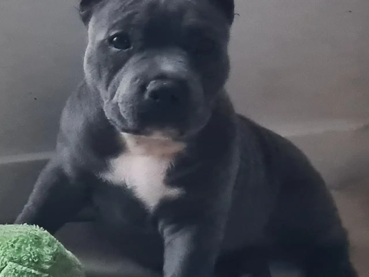 Billede 12 - American Bully Blu Pige 
