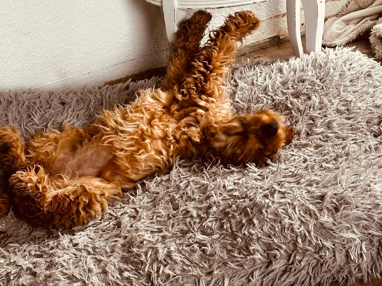 Billede 2 - Udstationering af Cavapoo i Nordjylland 