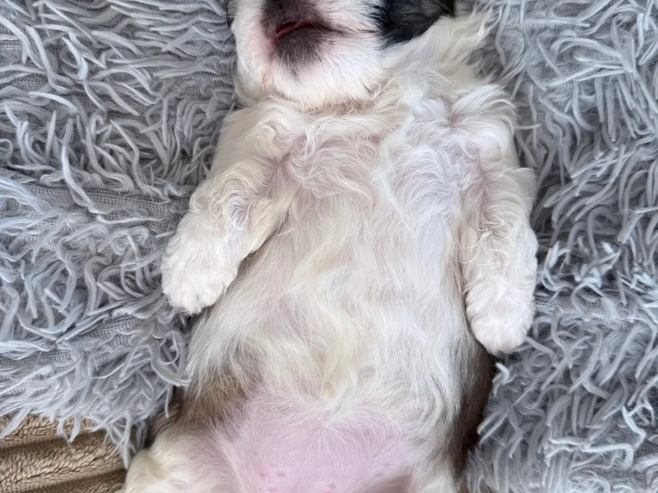 Billede 7 - Allergi venlige bomulds blandinger