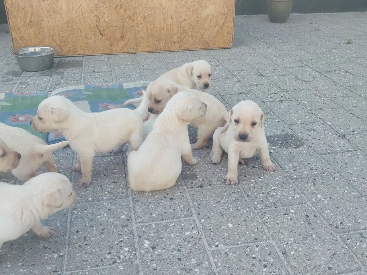 Billede 12 - Gule Labrador hvalpe.