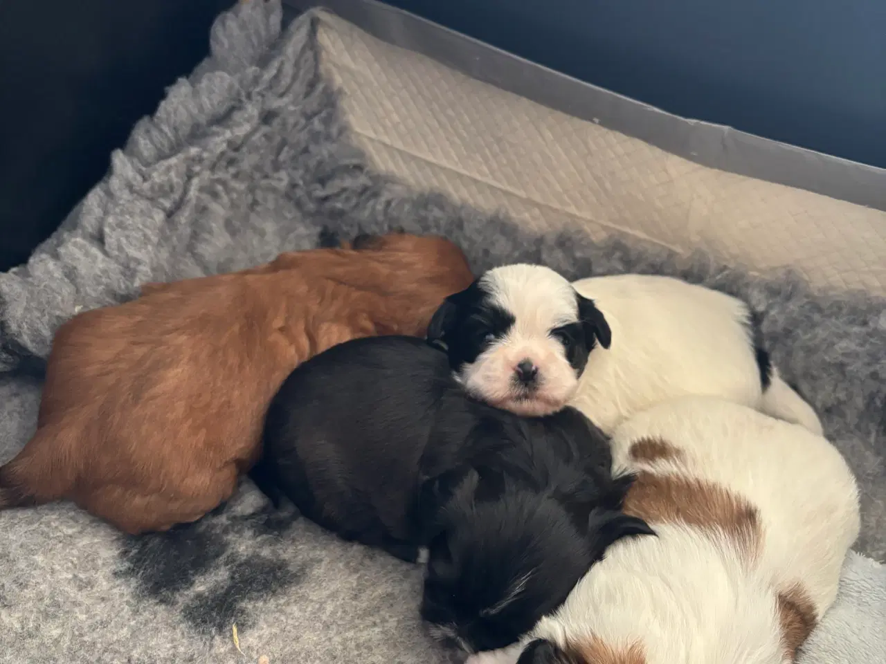 Billede 4 - Shih Tzu hvalpe sælges