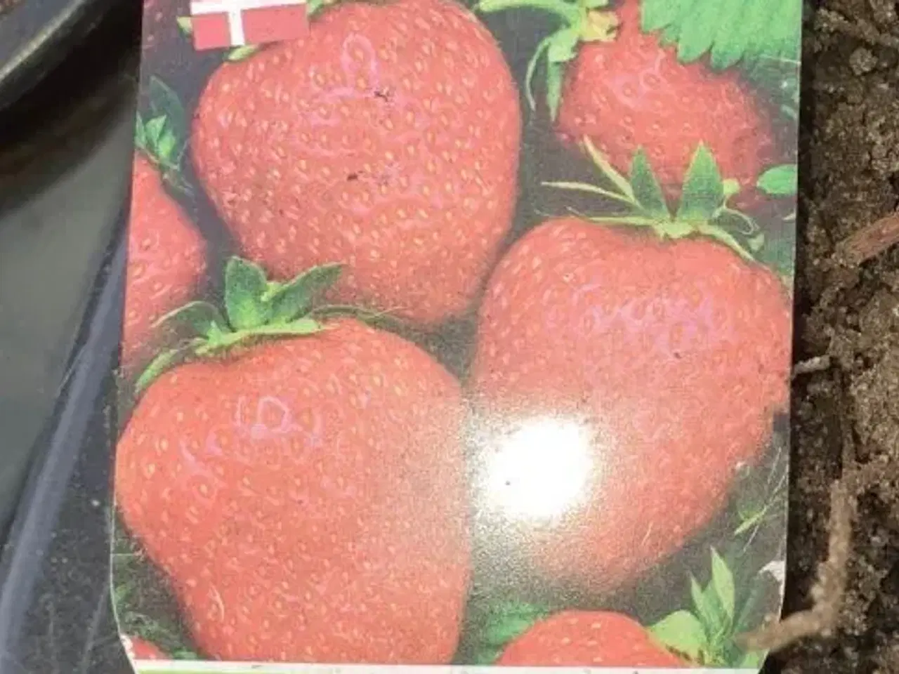 Billede 2 - Korona jordbær planter