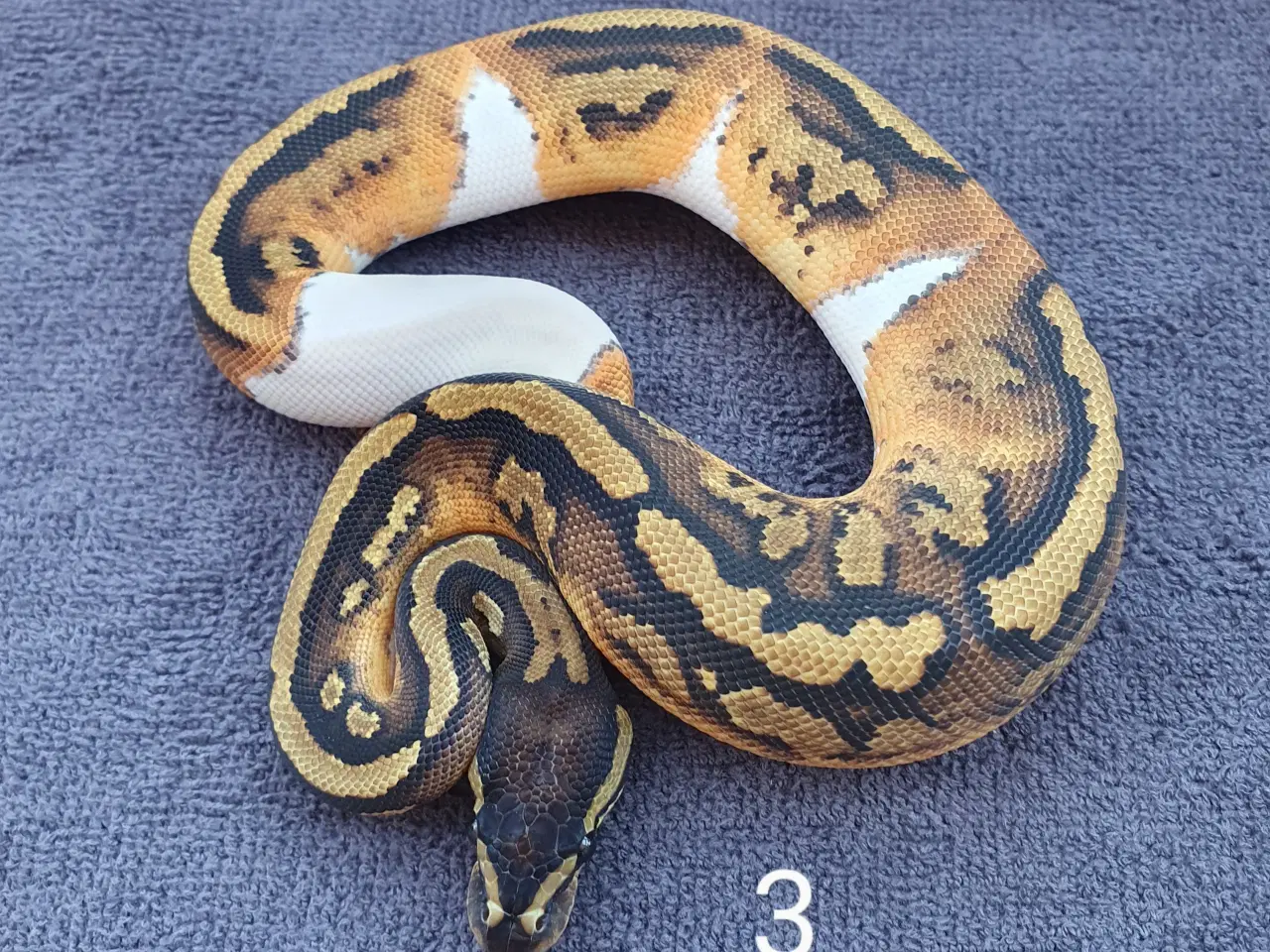 Billede 3 - Pied kongepythons og lidt mere, nye priser