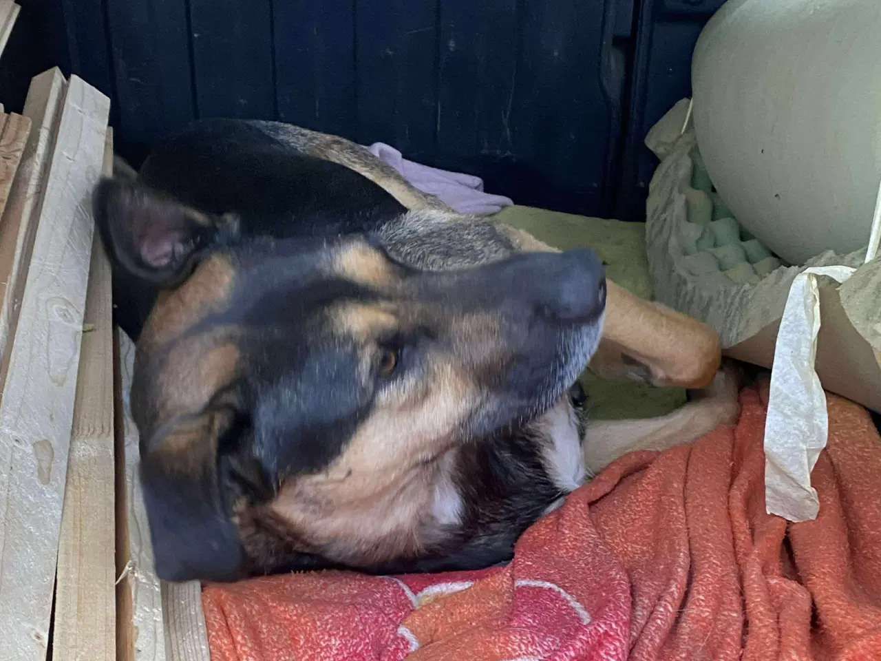 Billede 7 - Milde Bono søger familie