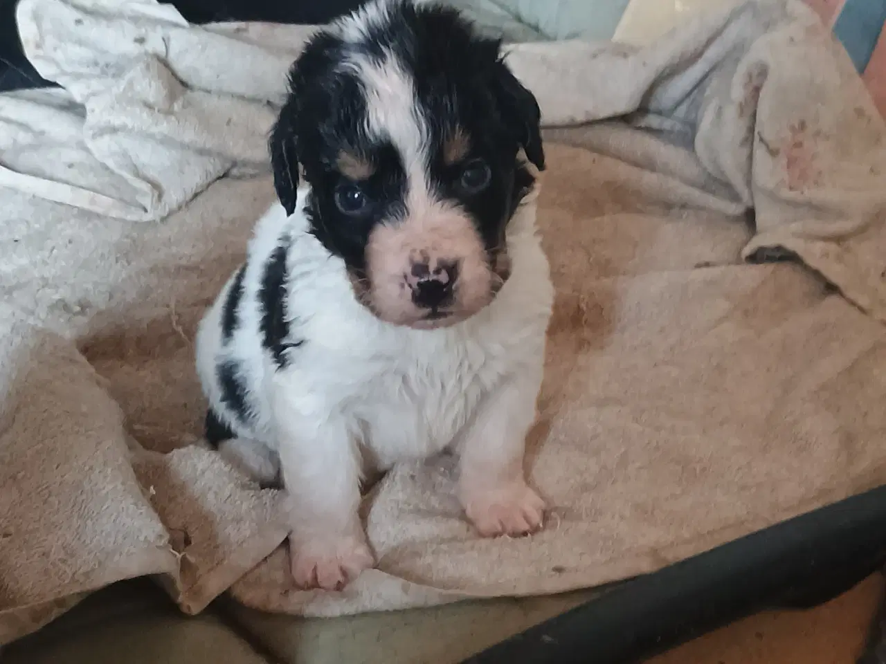 Billede 8 - Cocker Spaniel 