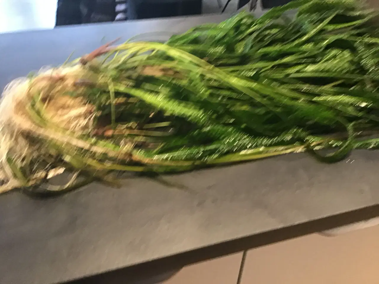 Billede 1 - Moderplante af hammerslåede cryptocryne