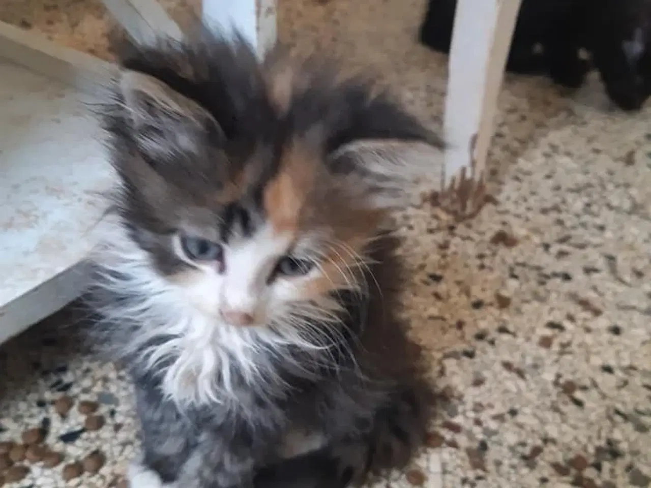 Billede 1 - Maine Coon killinger, klar 17 juni