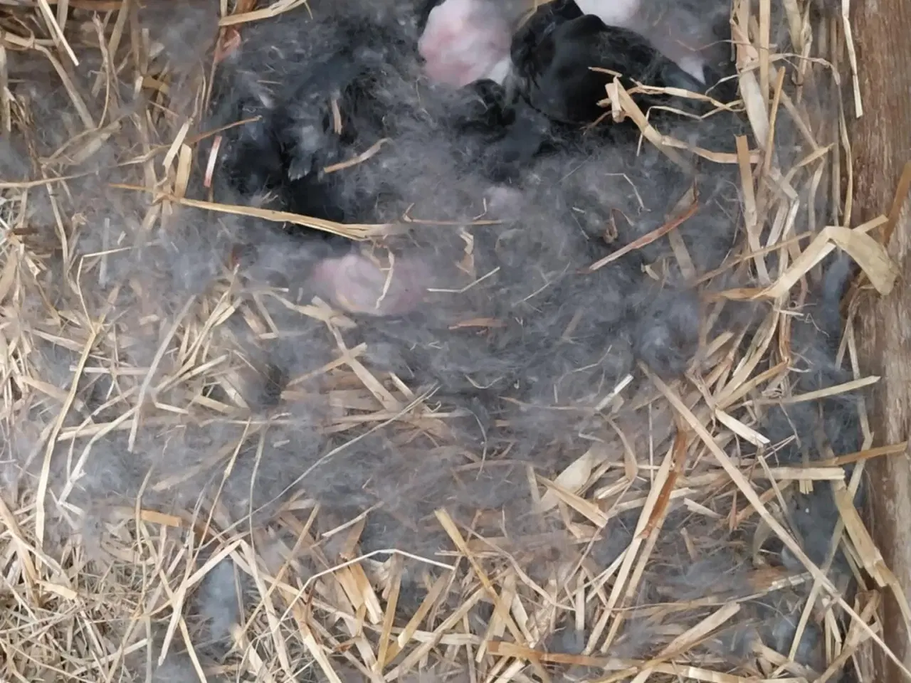 Billede 6 - Unge hankaniner (Giant Spotted mix) til salg zone