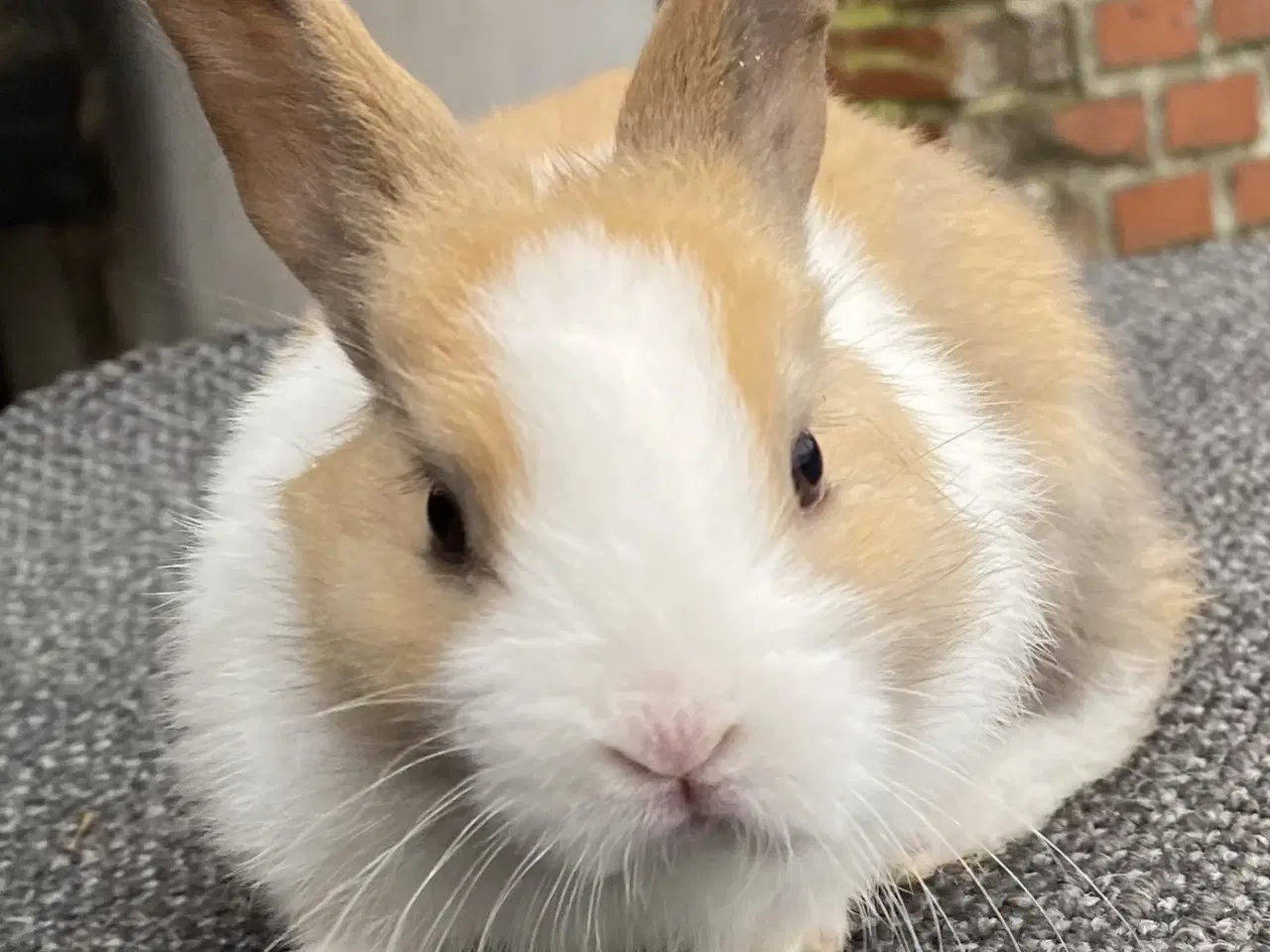 Billede 4 - HOLLÆNDER HAN MADAGASCAR