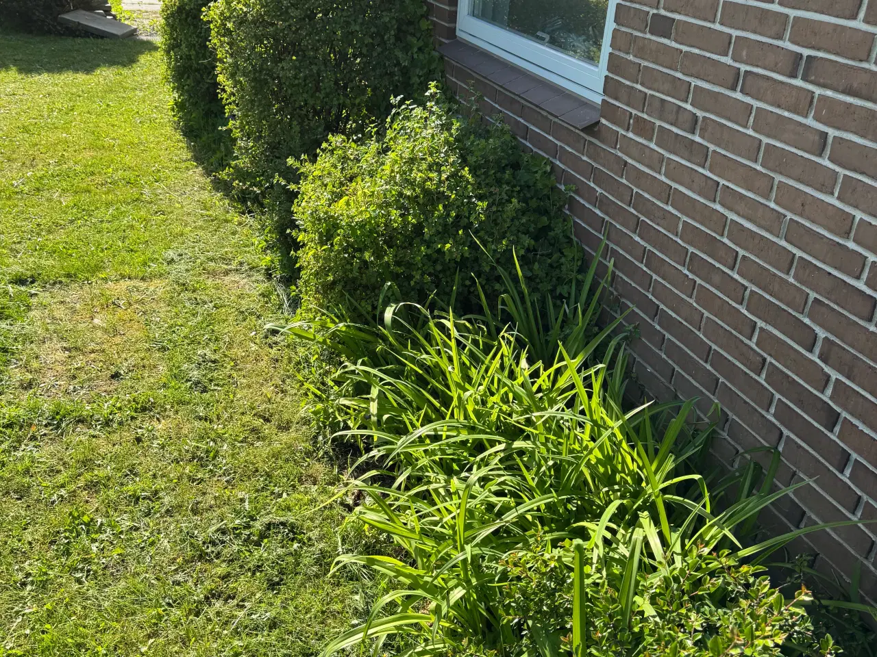 Billede 13 - Gratis planter
