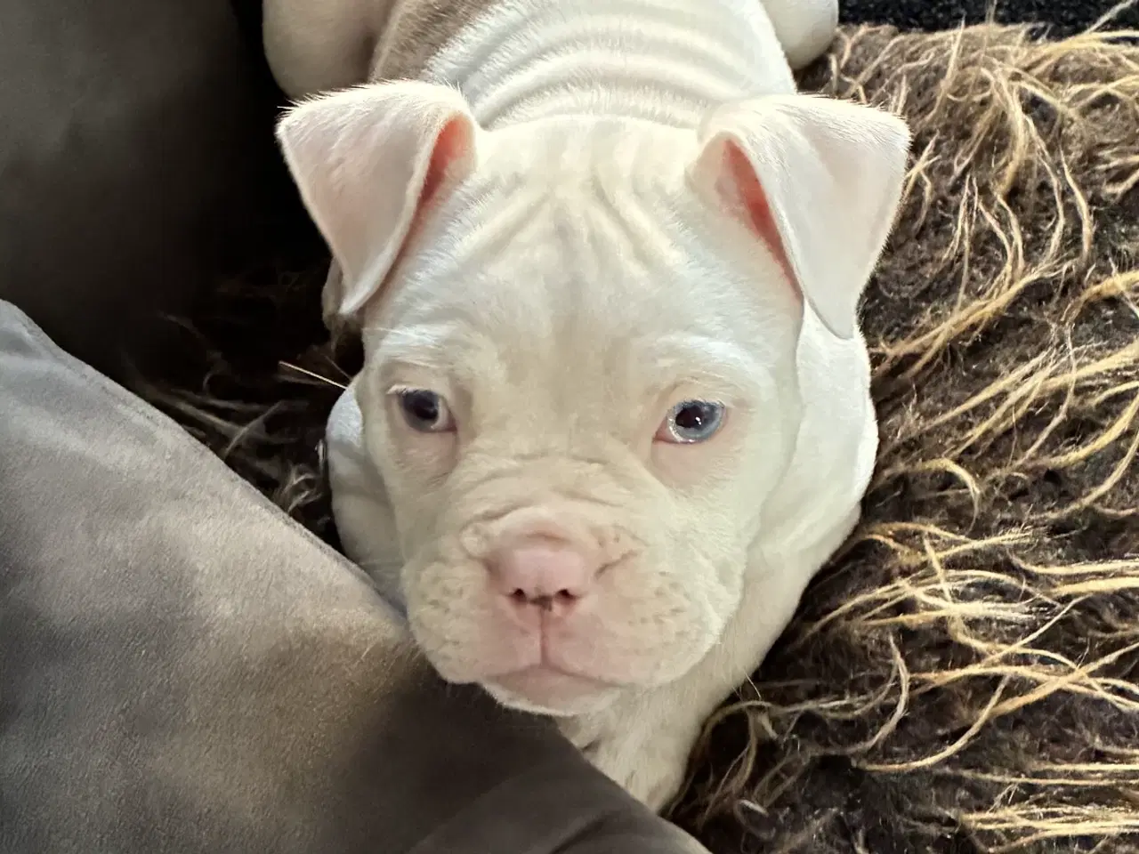 Billede 2 - Old english bulldog